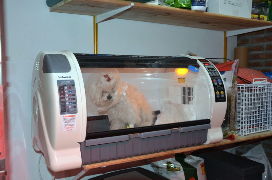 Hospitalización y UCI Animal House