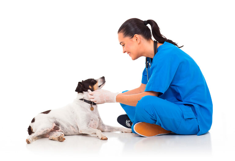 Cursos ATV Animal House