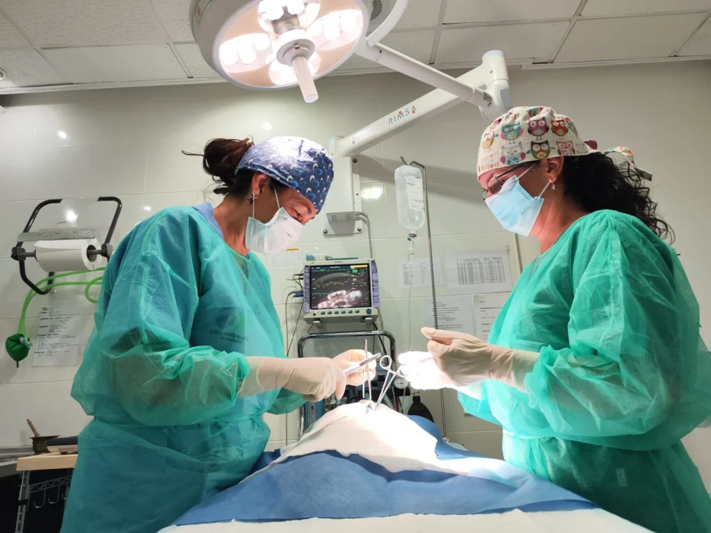 Cirugía veterinaria en Marbella