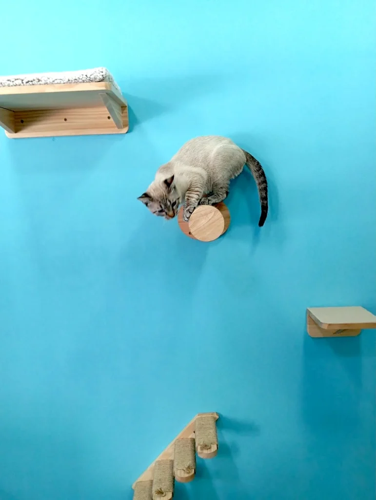 Consulta Cat Frinedly en Clínica Veterinaria Animal House en Marbella